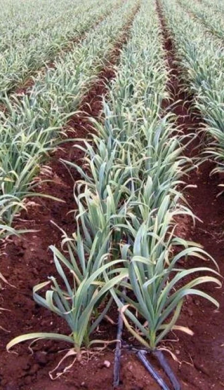 imagen-ajos-1-1024x576-jpg.