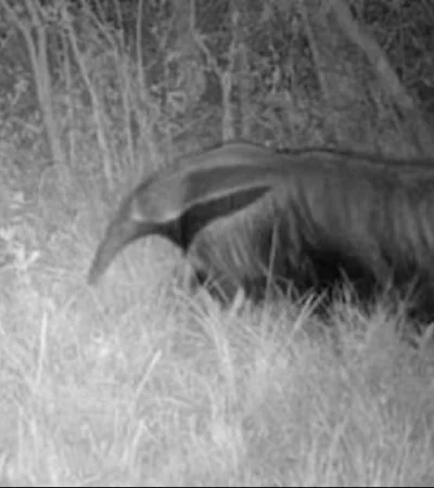oso-hormiguero-extinto-foto-instituto-tamandua-jpg.