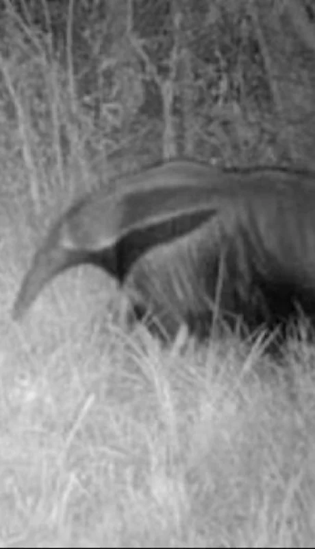 oso-hormiguero-extinto-foto-instituto-tamandua-jpg.
