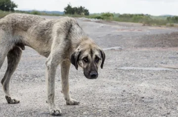 Proyecto de ley para subir las penas por maltrato animal