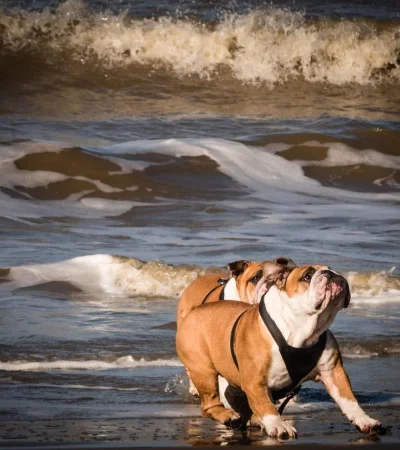 pexels-pixabay-221414-jpg.