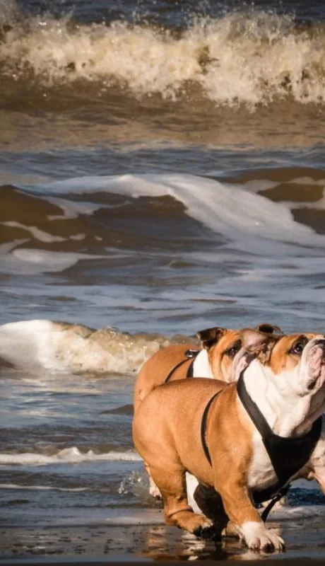 pexels-pixabay-221414-jpg.