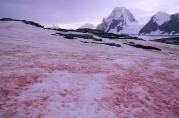La 'sangre de glaciar': el fenómeno climático que se está extendiendo
