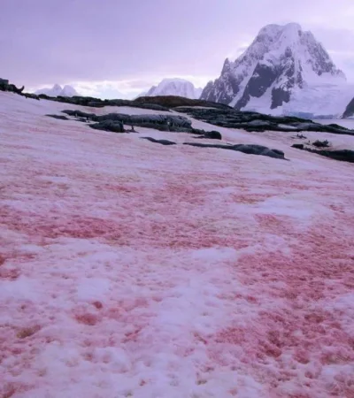 nieve-rosa-mundo-fenomeno-planeta-png.
