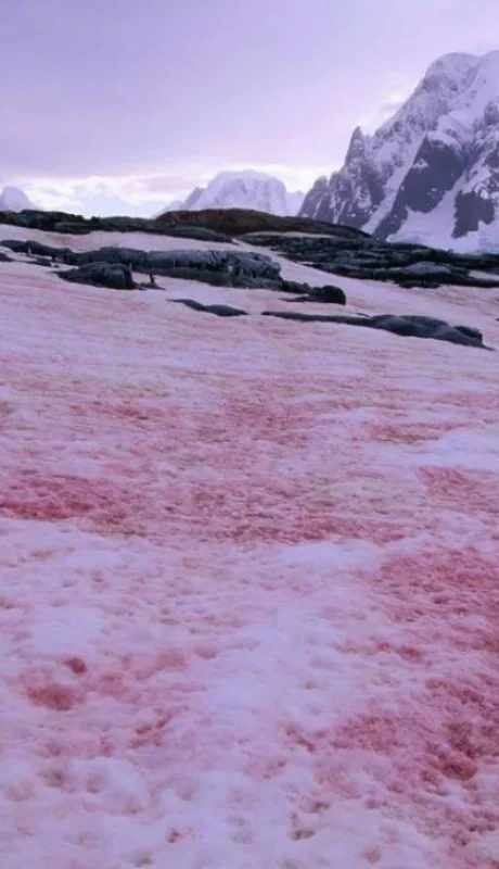 nieve-rosa-mundo-fenomeno-planeta-png.