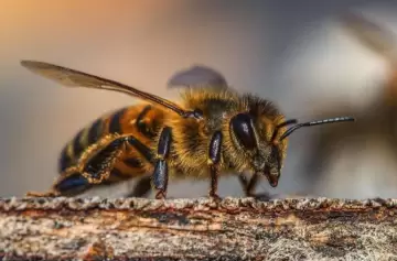 Cómo manejar la presencia de abejas en tu hogar de forma segura