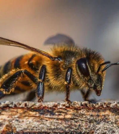 Cómo manejar la presencia de abejas en tu hogar de forma segura