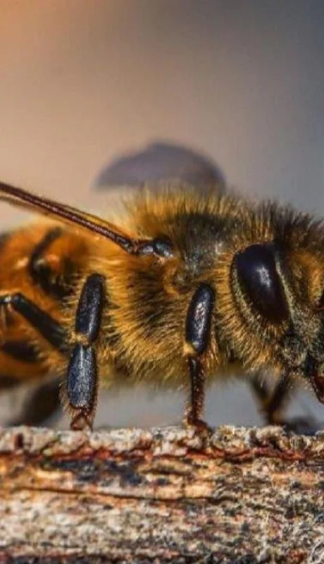 Cómo manejar la presencia de abejas en tu hogar de forma segura