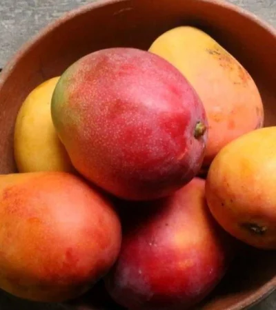 mango-jpg.