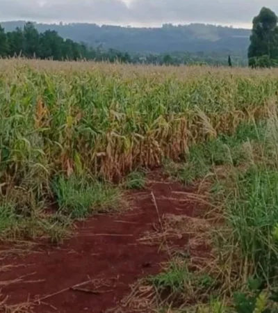 campo-de-maizales-jpg.