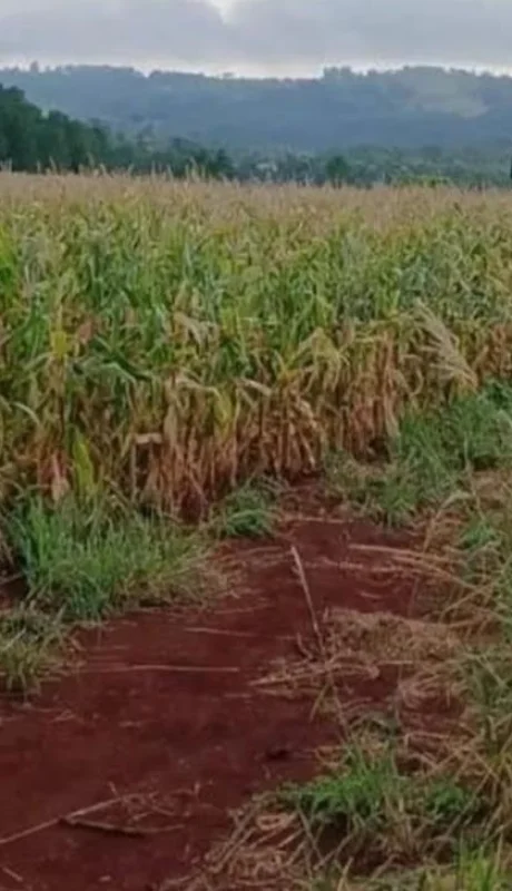 campo-de-maizales-jpg.