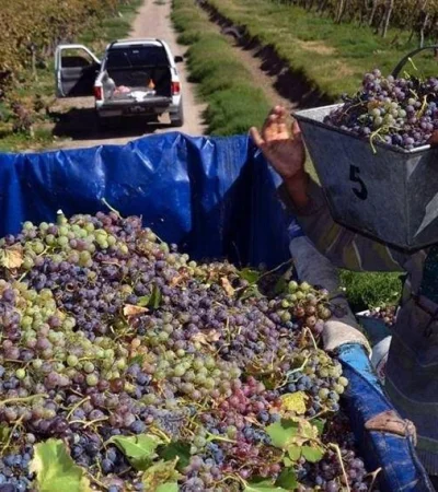 alfredo-aciar-compra-de-uva-para-mosto-2-jpg.