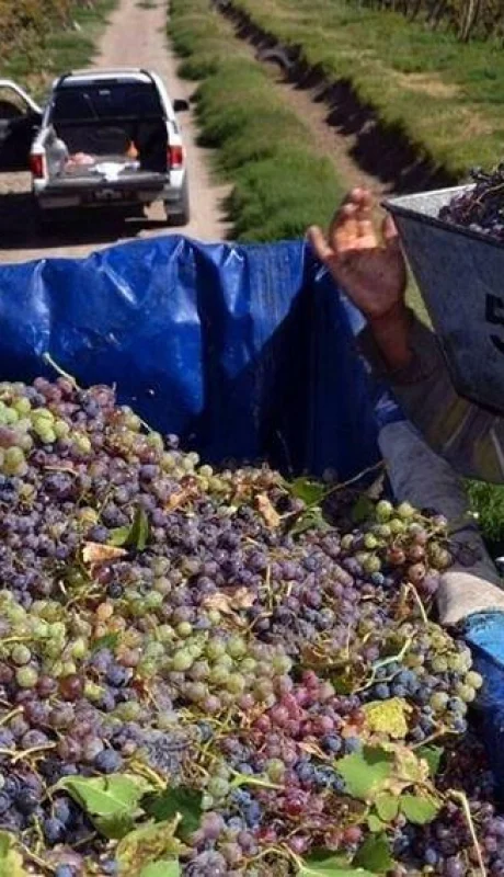 alfredo-aciar-compra-de-uva-para-mosto-2-jpg.