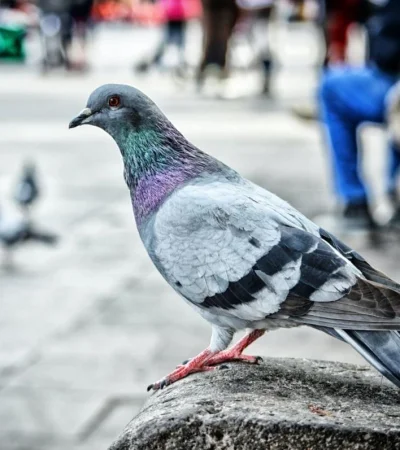 pexels-genaro-servin-763197-jpg.