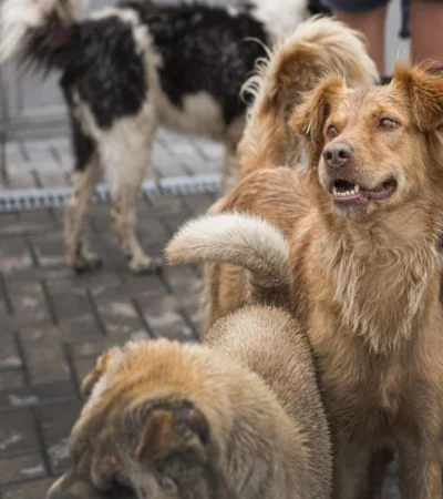 perros-callejeros-jpg.
