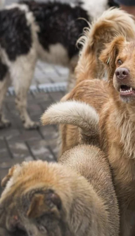 perros-callejeros-jpg.