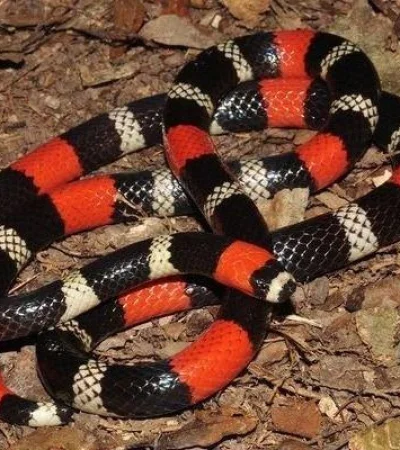 serpiente-coral-jpg.