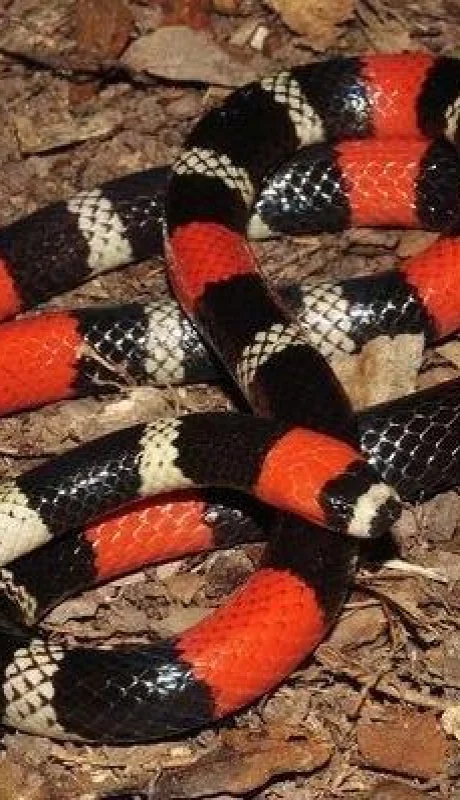 serpiente-coral-jpg.