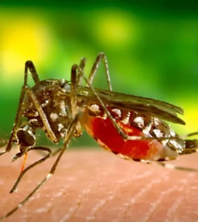 mosquito-aedes-aegypti-jpg.