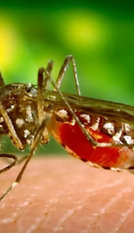 mosquito-aedes-aegypti-jpg.