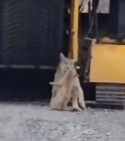 whatsapp-image-2024-02-22-at-14-44-10-jpeg.