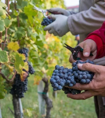 que-es-la-vendimia-jpg.