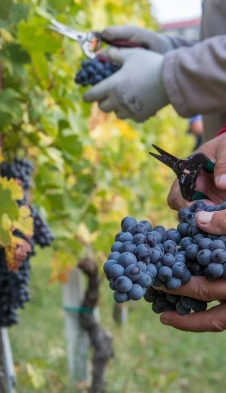 que-es-la-vendimia-jpg.