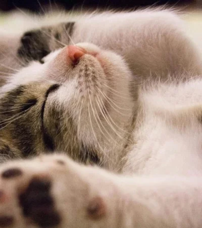 pexels-pixabay-416160-jpg.