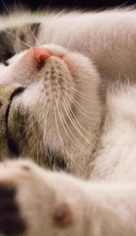 pexels-pixabay-416160-jpg.