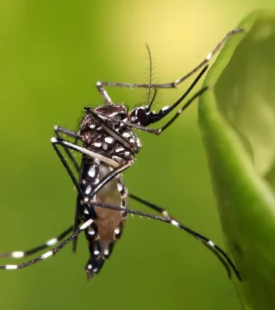 aedes-aegypti-3-jpg.