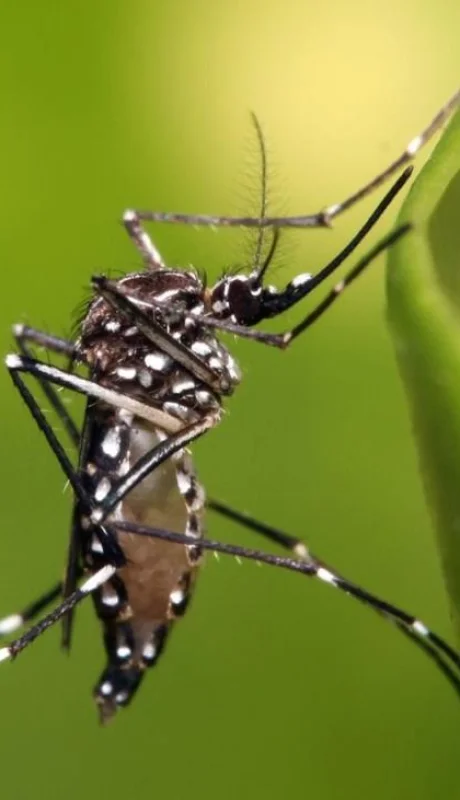 aedes-aegypti-3-jpg.