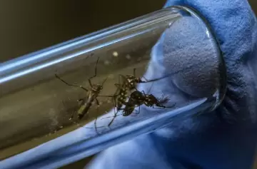 Avances en la técnica del mosquito estéril para el control del dengue