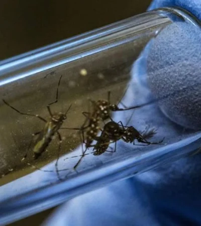 mosquito-dengue-jpg.