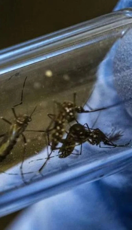 mosquito-dengue-jpg.