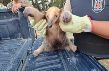 Increíble hallazgo: rescataron a un oso hormiguero que se encontraba dentro de un canal