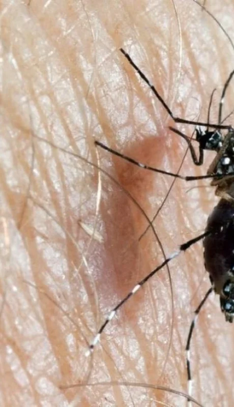 aedes-aegypti-1-jpg.