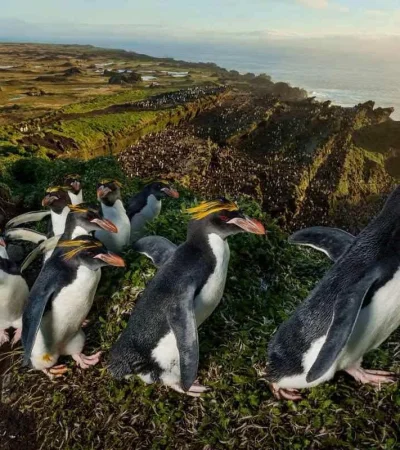 pinginos-isla-marion-sudafrica-aves-marinas-albatros-conservacion-de-aves-jpg.