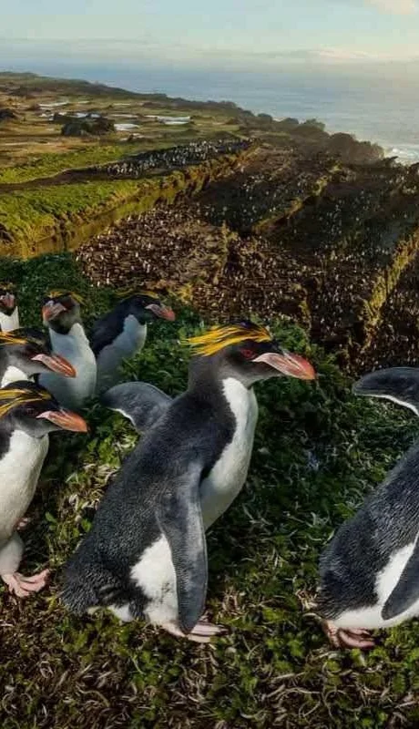 pinginos-isla-marion-sudafrica-aves-marinas-albatros-conservacion-de-aves-jpg.