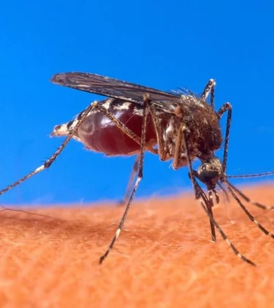 aedes-aegypti-biting-human-jpg.