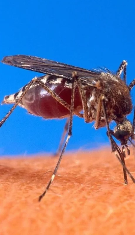 aedes-aegypti-biting-human-jpg.