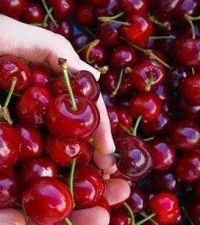 cerezas-jpg.