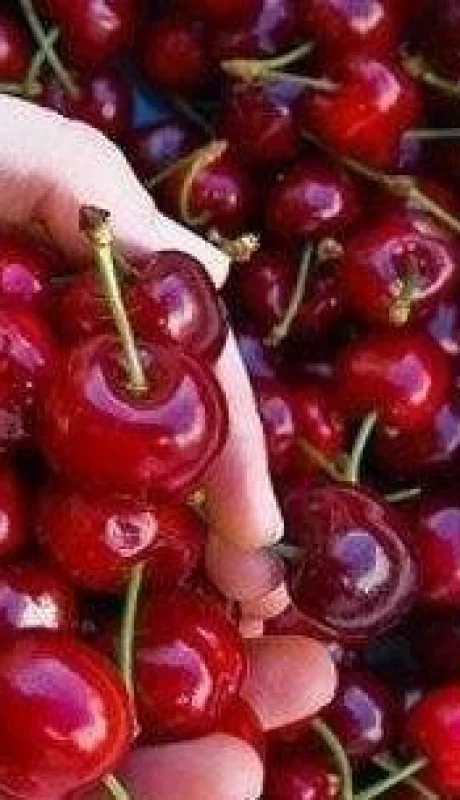cerezas-jpg.