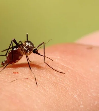 aedes-triseriatus-b-jpg.