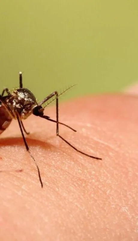 aedes-triseriatus-b-jpg.