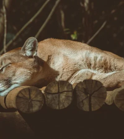 pexels-lucas-pezeta-3927606-jpg.