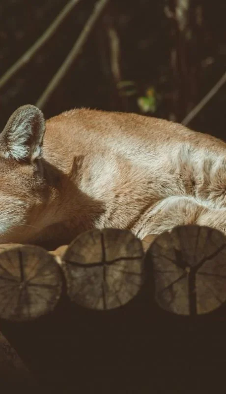 pexels-lucas-pezeta-3927606-jpg.