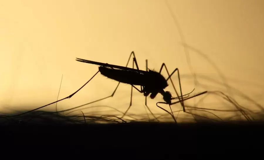 mosquito-dengue-png.