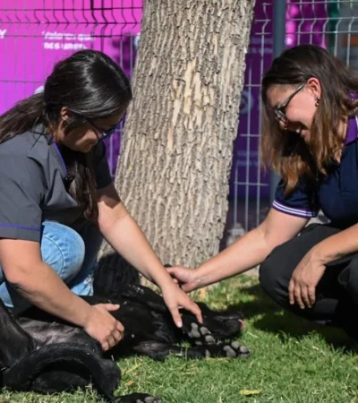 perritos-y-voluntarias-jpg.