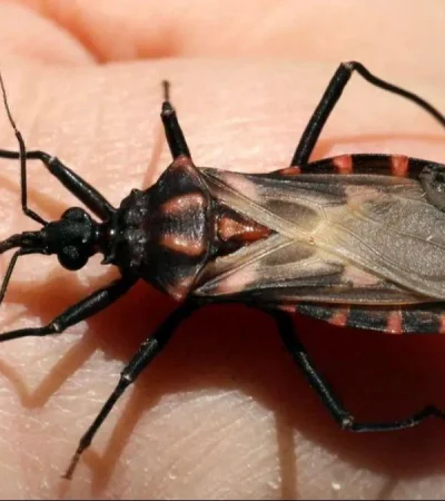 mal-de-chagas-enfermedad-argentina-png.
