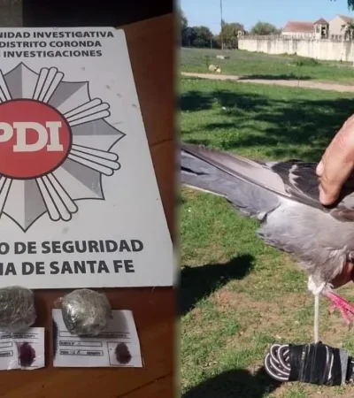 paloma-mensajera-jpg.